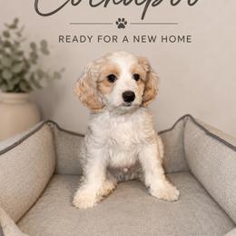 Bruiser - Red and white male Cockapoo puppy in Miami, Florida from Peshos Cockapoos