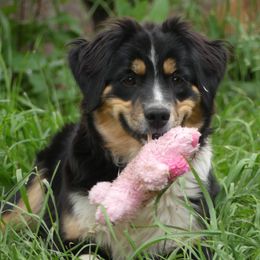 Miniature Australian Shepherds from MT Heart Mini Australian Shepherds