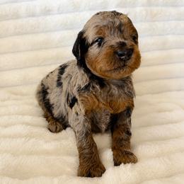 Aussiedoodle, Companion Cross, Poodle, and Yorkipoo Puppies from Teakwoodpoodleofsocal