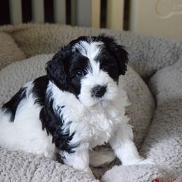 Australian Labradoodle Puppies from Australian Heritage Labradoodles