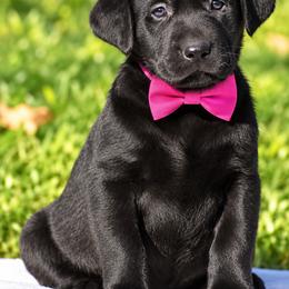 Midnight - Black female Labrador Retriever puppy in Chicago, Illinois from Urbane Retrievers