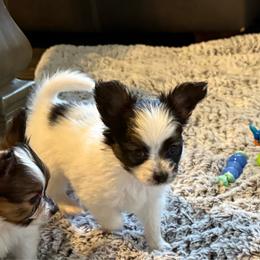 Ashley - White black and tan female Papillon puppy in Howe, Oklahoma from Southern Sweet Papillons