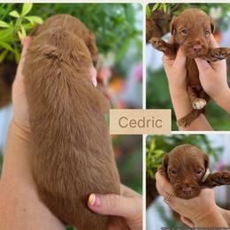 Cedric - Apricot male Goldendoodle puppy in Decatur, Tennessee from Diamond's Doodles