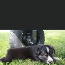 Aussiedoodle and Australian Shepherd Puppies from Springhill Hog and Cattle Co.
