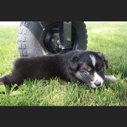 Aussiedoodle and Australian Shepherd Puppies from Springhill Hog and Cattle Co.