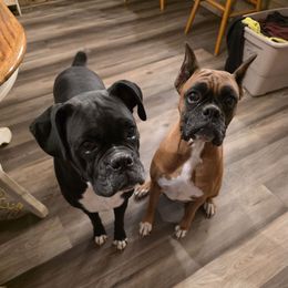 Traylynn Tinkerbell - Brindle female Boxer puppy in Upper Sandusky, Ohio from Cornish Canines