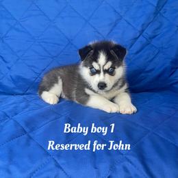 Baby boy 1 - Black and white male Siberian Husky puppy in Ocala, Florida from Florida Husky Puppies