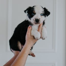 Australian Shepherd Puppies from Sky to Haven Aussies
