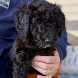 Red Boy (Ron) - Black and white male Bernedoodle puppy in Moulton, Alabama from Triple W Doodles