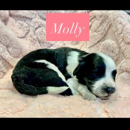 Molly - Black and white female Portuguese Water Dog puppy in Allen, Texas from Pawsitively Portuguese