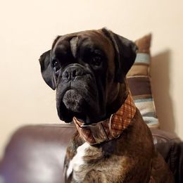 Sinny - Boxer