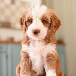 Friday - Red  female Goldendoodle puppy in Hartwell, Georgia from BellaDoodles