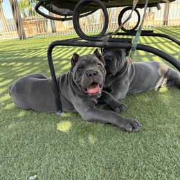 Cane Corso Puppies from Campo Cane Corso