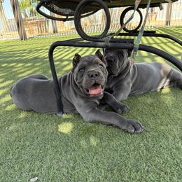 Cane Corso Puppies from Campo Cane Corso