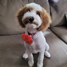 Zoe - Goldendoodle