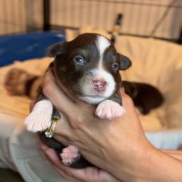 Chianti - Red tri female Miniature Australian Shepherd puppy in Massapequa, New York from All That Auss Mini Aussies