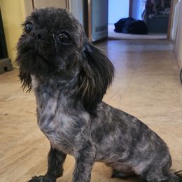 Marven - Maltese