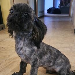 Marven - Maltese