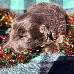 Sugar - Blue female German Shepherd puppy in Los Lunas, New Mexico from Mali's German Shepherds