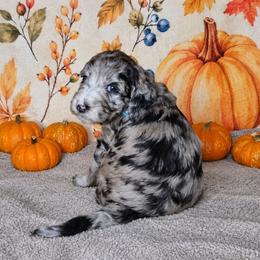 Spice - Blue merle female Sheepadoodle puppy in Austin, Texas from Darling Doodles