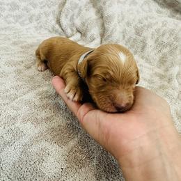 Gray - male Golden Mountain Doodle puppy in Leander, Texas from Olive Grove Doodles