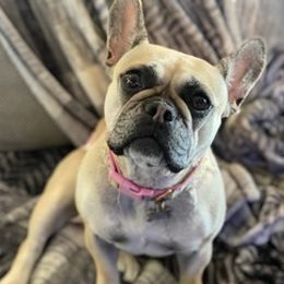 French Bulldogs from High Sierra Frenchie's