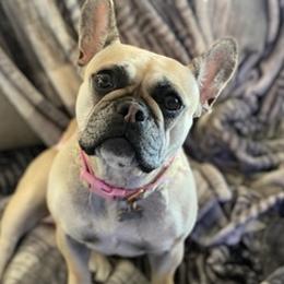 French Bulldogs from High Sierra Frenchie's