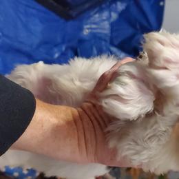 Bernedoodles and Goldendoodles from Adirondack Poodles Goldendoodles,Bernedoodles & Schnoodles