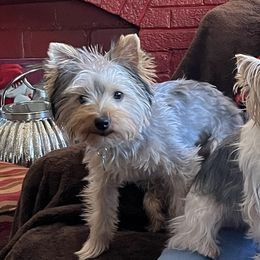 Assorted Doodle Crosses, Double Doodle, Maltipoo, Morkie, and Yorkipoo Puppies from Danza Bolo