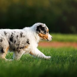 Australian Shepherd Puppies from Silverchip Aussies