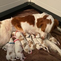 Brittany puppies from Spring Creek Brittany’s