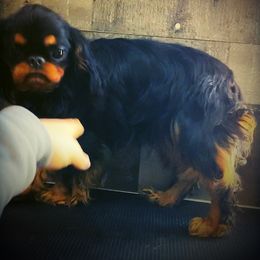 Rue - Black and tan female English Toy Spaniel puppy in Clinton, Tennessee from Skyline