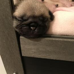 Pug Puppies from Pickwick Pugs