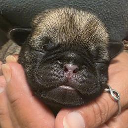 Blue Collar Boy - Fawn male Pug puppy in New Braunfels, Texas from Kex Pug Haus
