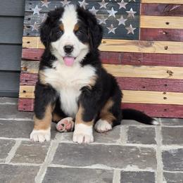 Bear (black collar ) - Black tan and white male Bernese Mountain Dog puppy in Gaffney, South Carolina from Circle D Farms