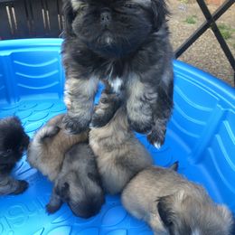 Pekingese Puppies from Pekingese Forever Home