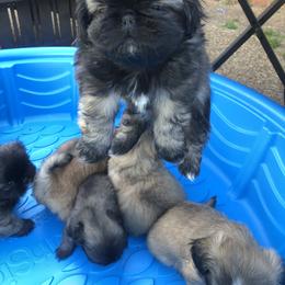 Pekingese Puppies from Pekingese Forever Home