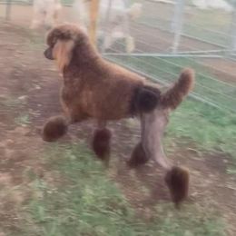 Bruno - Poodle