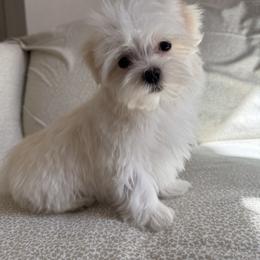 Yugi - White male Maltese puppy in Dallas, Texas from Lizeth's Pups