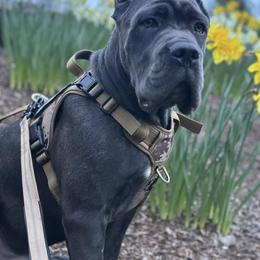 Cane Corso Puppies from Royal Class Kennels