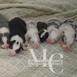 American Corgi and Pembroke Welsh Corgi Puppies from Magnolia Creek Corgis