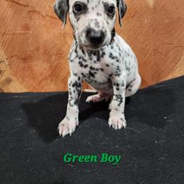 Dalmatian Puppies from Anthony's Dalmatians