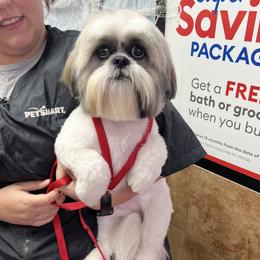 Leo - Shih Tzu