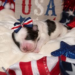 Breeze - Liver and white female Shihpoo puppy in Hertford, North Carolina from Heaven Sent Shihpoo's