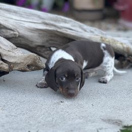 Dachshund Puppies from Penny Huxtable