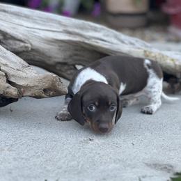 Dachshund Puppies from Penny Huxtable