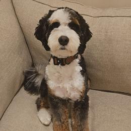 Bodhi - Bernedoodle
