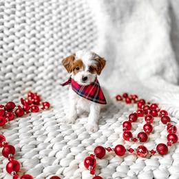 Nico - Parti male Goldendoodle puppy in Springville, Utah from Happy Doodle