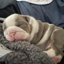 Bulldog Puppies from Bougie Bullies & Birds LLC