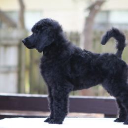 Poodle Puppies from Anutta Poodles